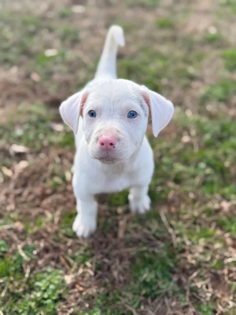 Cherub Heart thumbnail 2