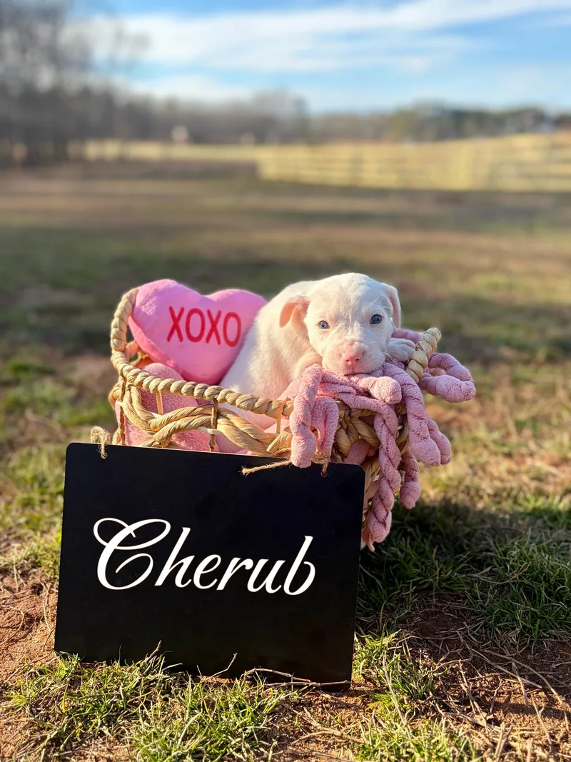 Cherub Heart thumbnail 3