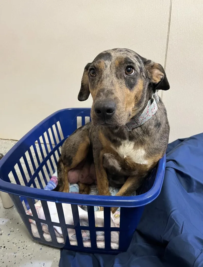 Cherub Heart thumbnail 4