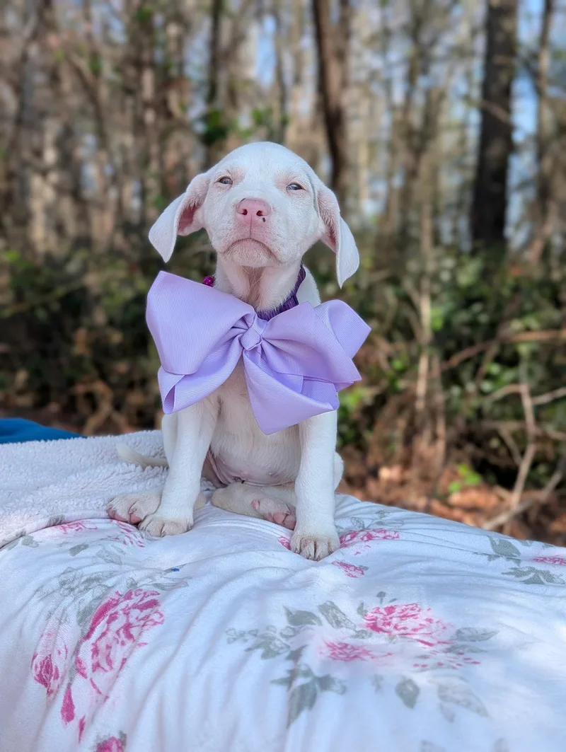 Cherub Heart thumbnail 5