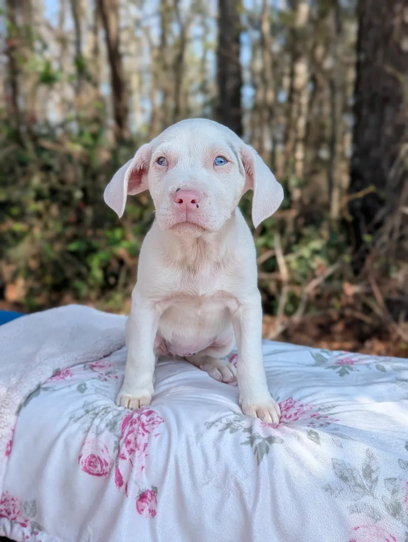 Cherub Heart thumbnail 6