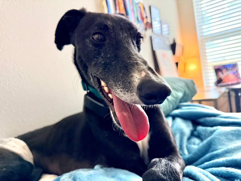 Soñador thumbnail 2