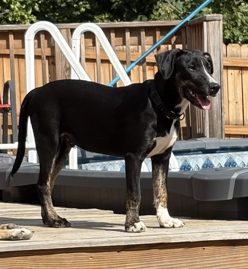 Tony Tone thumbnail 2