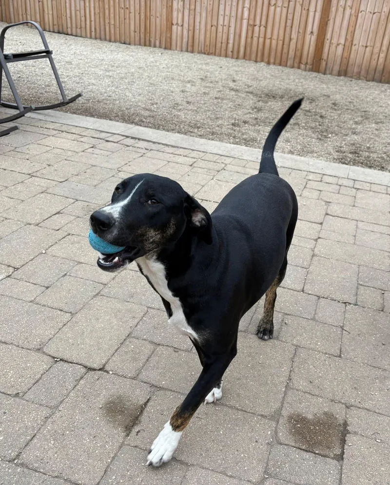 Tony Tone thumbnail 3