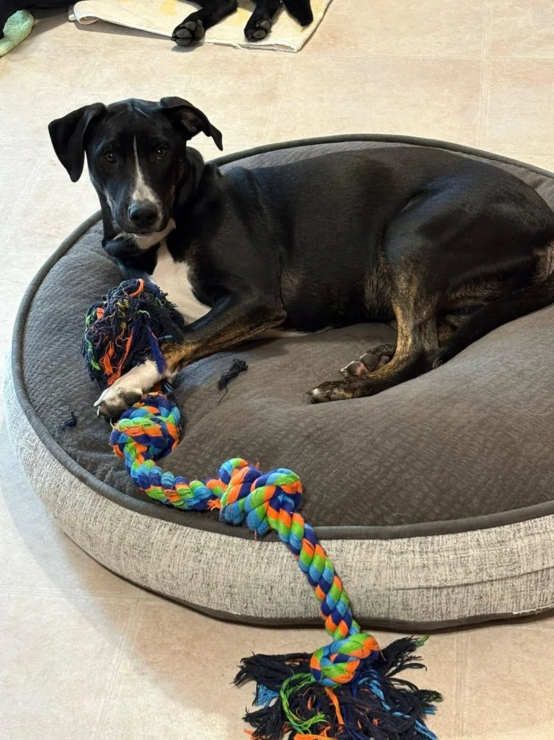 Tony Tone thumbnail 4