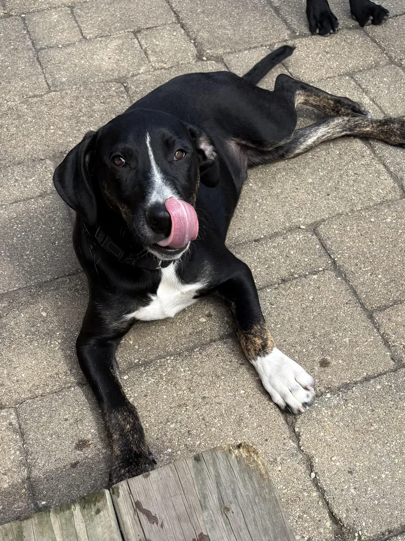 Tony Tone thumbnail 5