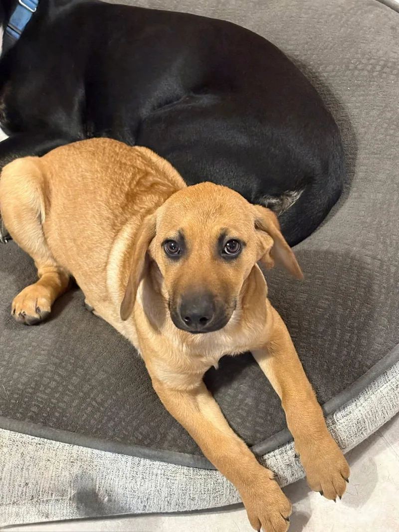 Ms Cinnamon thumbnail 2