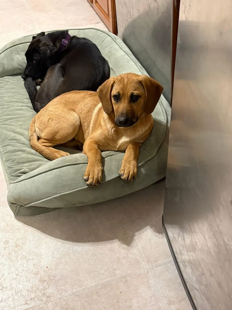 Ms Cinnamon thumbnail 3