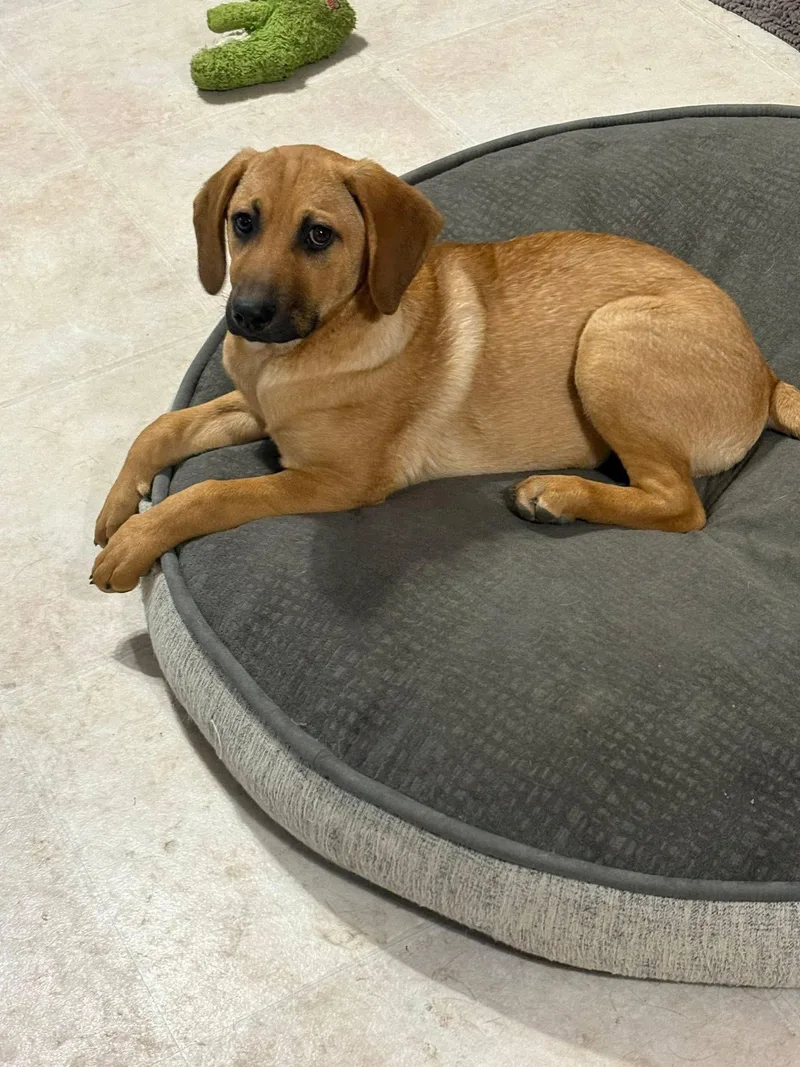 Ms Cinnamon thumbnail 4