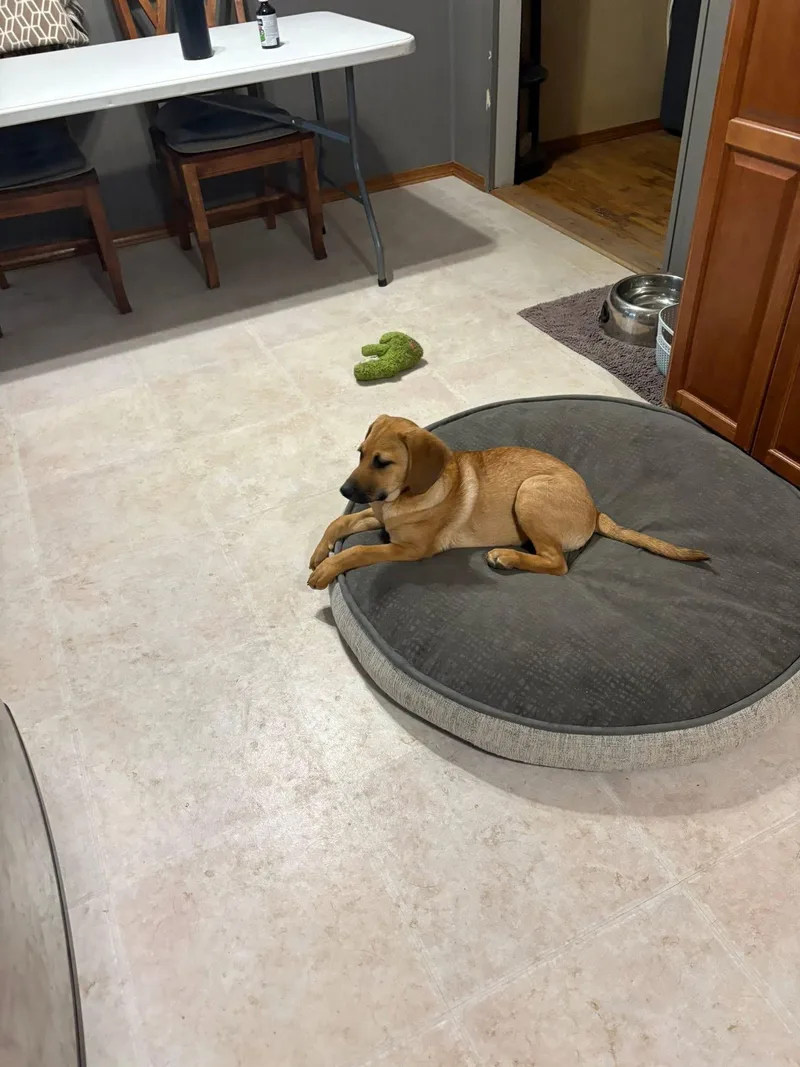 Ms Cinnamon thumbnail 5