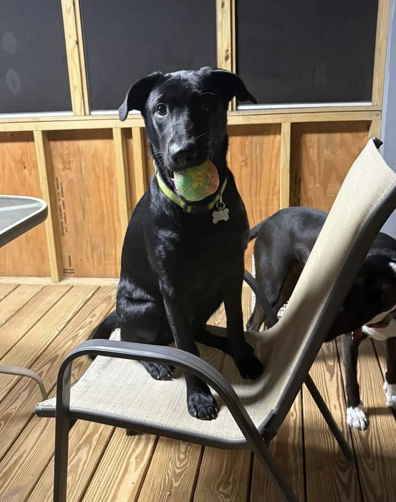 Ravenclaw thumbnail 3