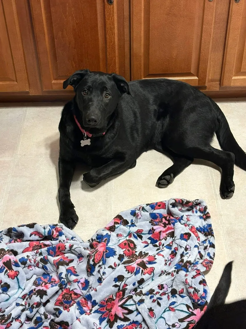 Ravenclaw thumbnail 4