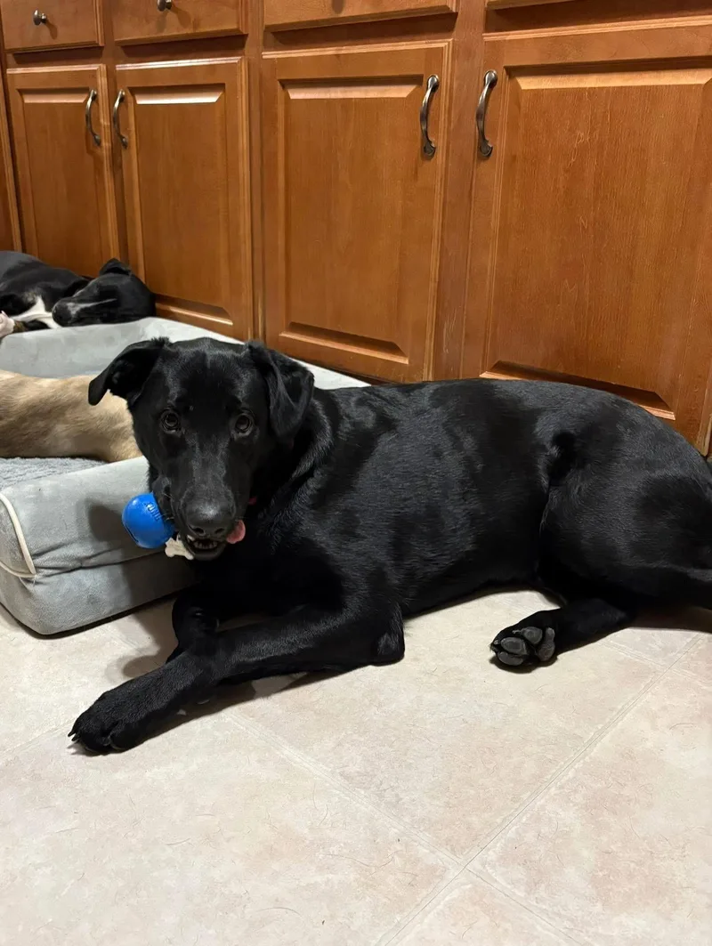 Ravenclaw thumbnail 6