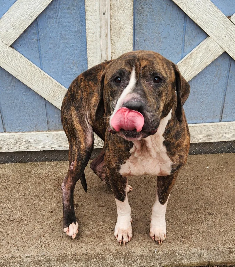 Mr Woofer thumbnail 2