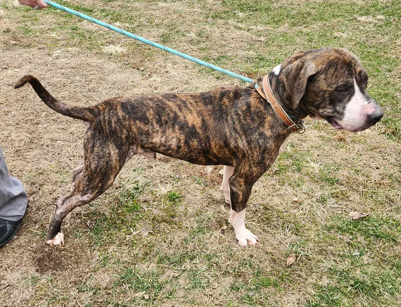 Mr Woofer thumbnail 3