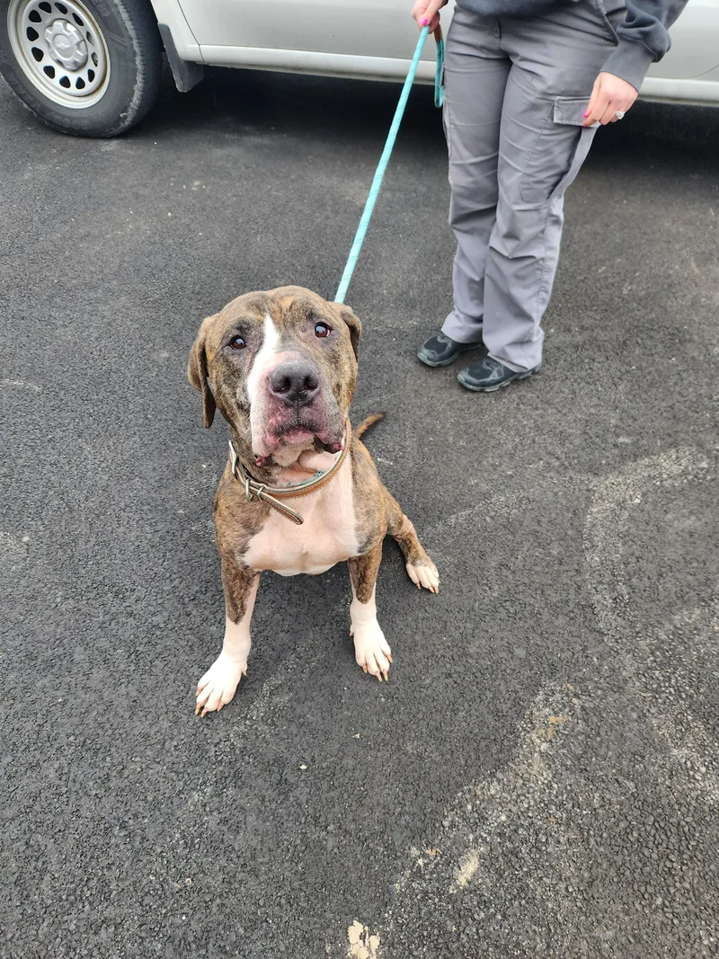 Mr Woofer thumbnail 4