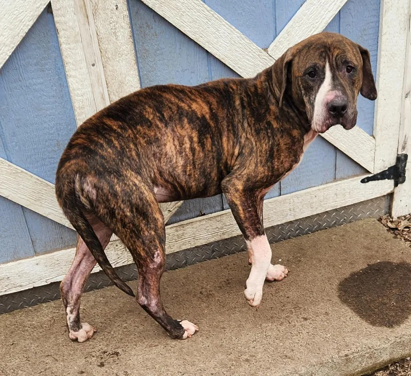 Mr Woofer thumbnail 5