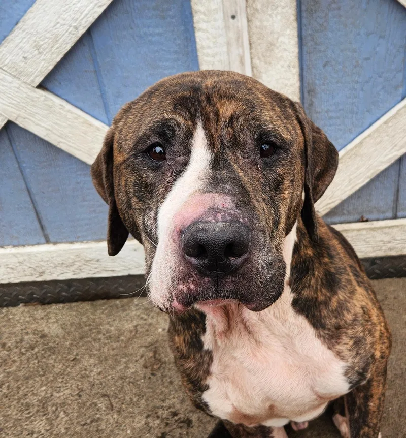 Mr Woofer thumbnail 6