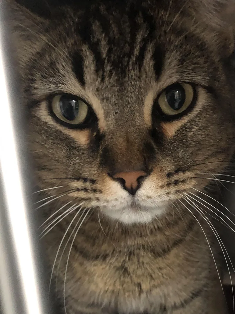 An adult large-sized male Tabby (Brown / Chocolate) Tabby cat named Hammie for adoption in Phoenix, AZ