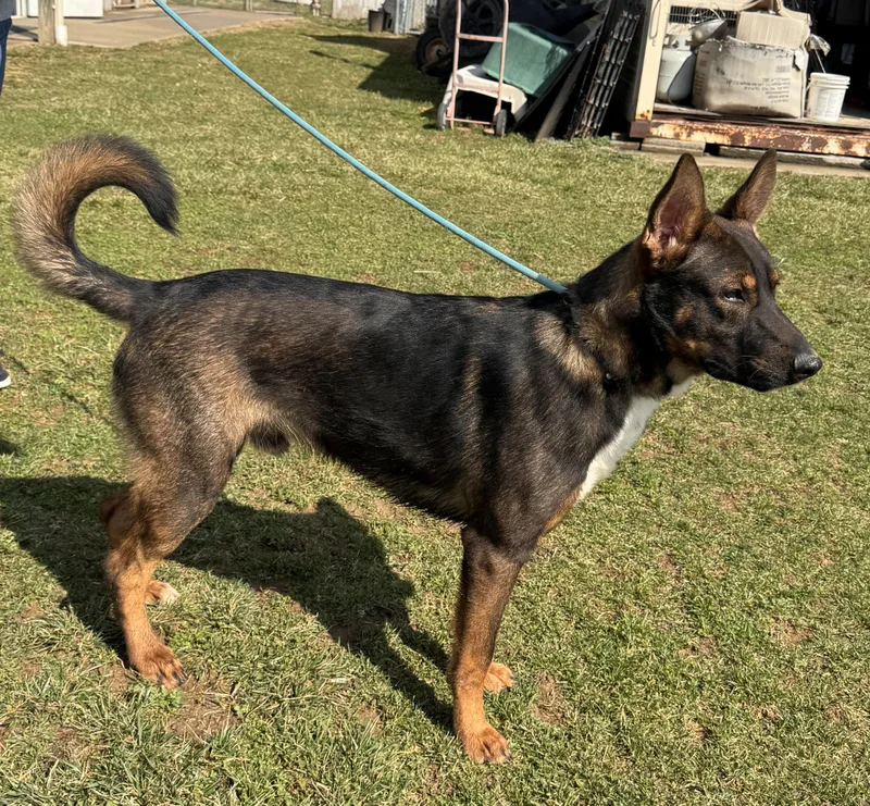 Valentino thumbnail 2