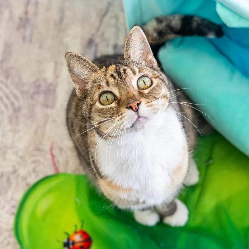 Krabby Patty thumbnail 3