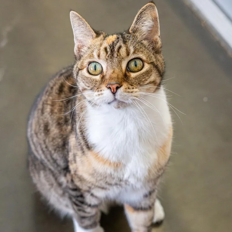 Krabby Patty thumbnail 4