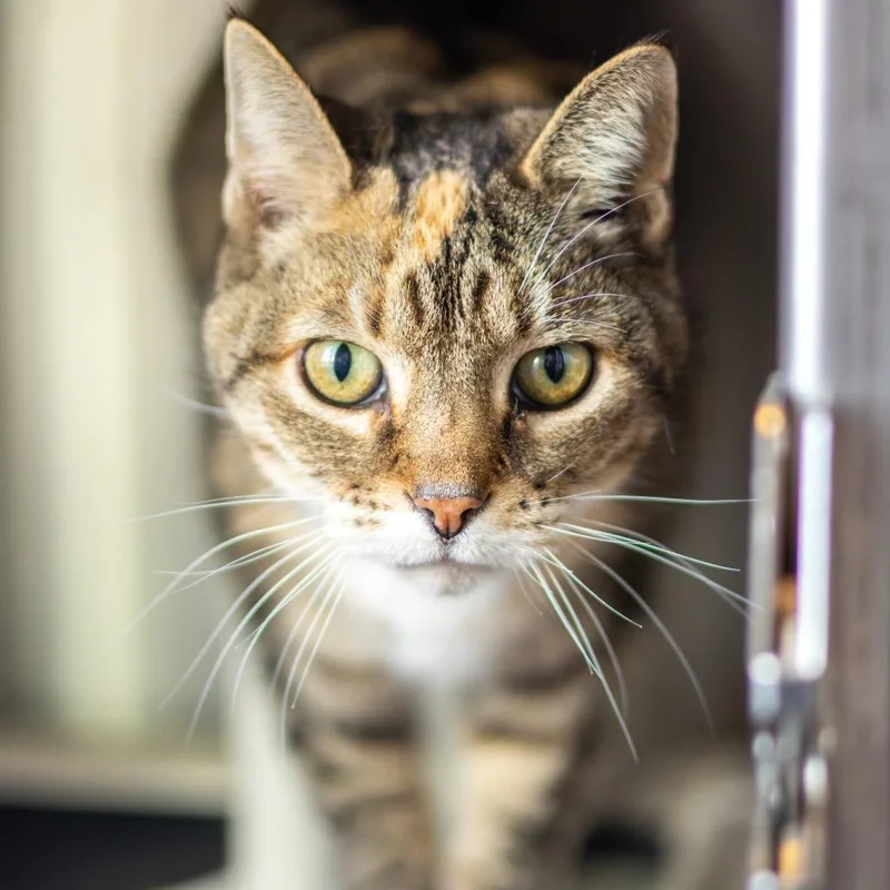 Krabby Patty thumbnail 5