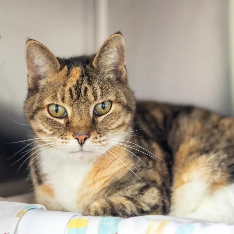 Krabby Patty thumbnail 6