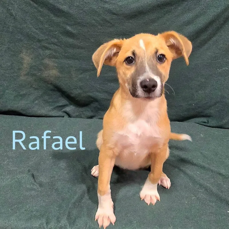 Rafael