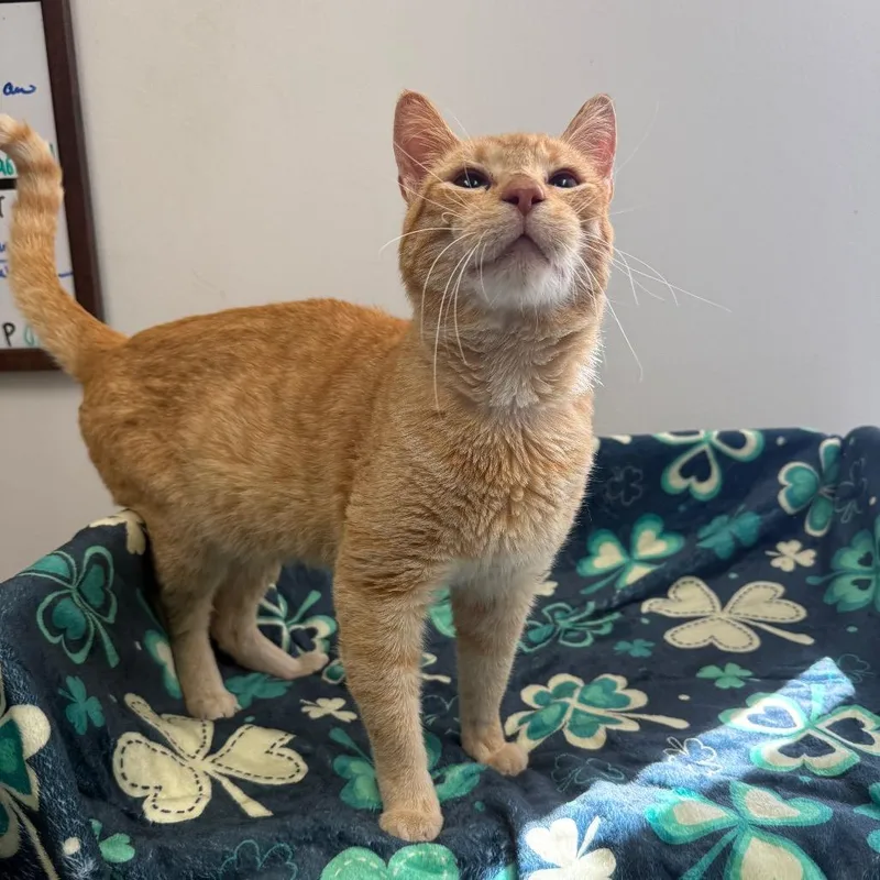 Garfield thumbnail 3