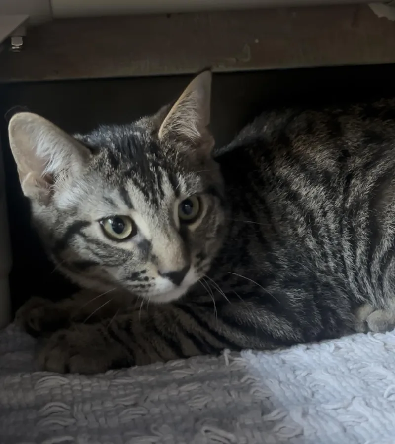 Casanova thumbnail 2