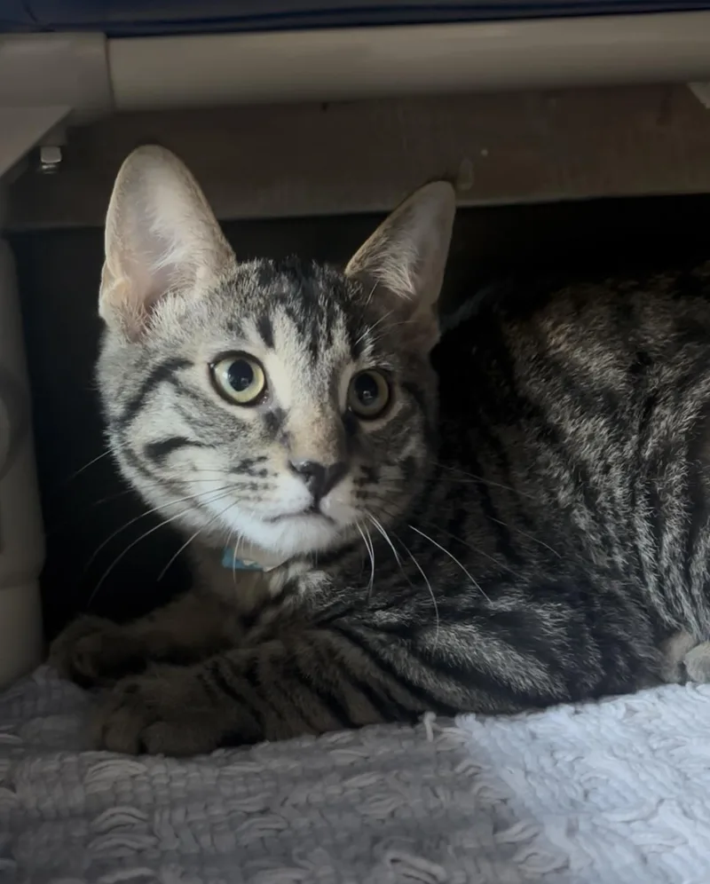 Casanova thumbnail 3