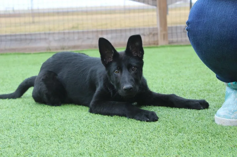 Jitterbug thumbnail 2