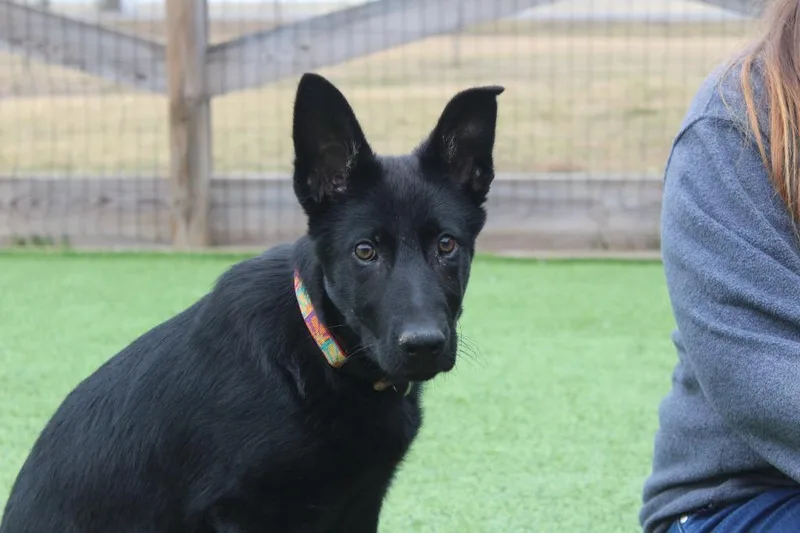 Jitterbug thumbnail 4