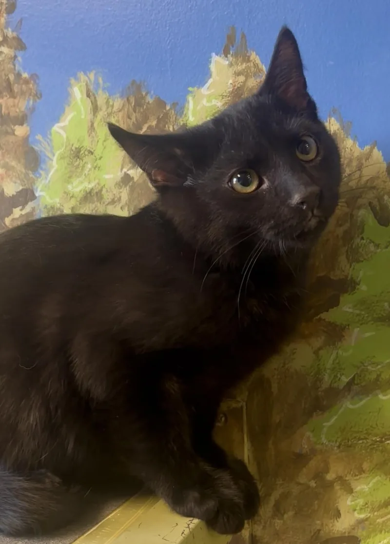 Valentine thumbnail 2