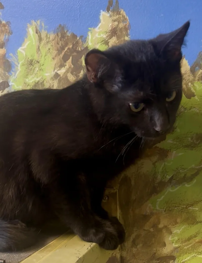 Valentine thumbnail 3