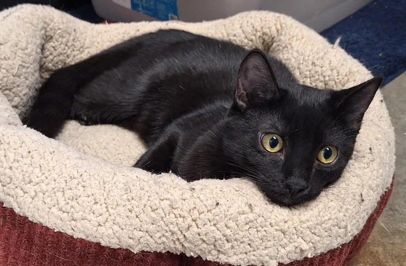 Sirius Black thumbnail 2