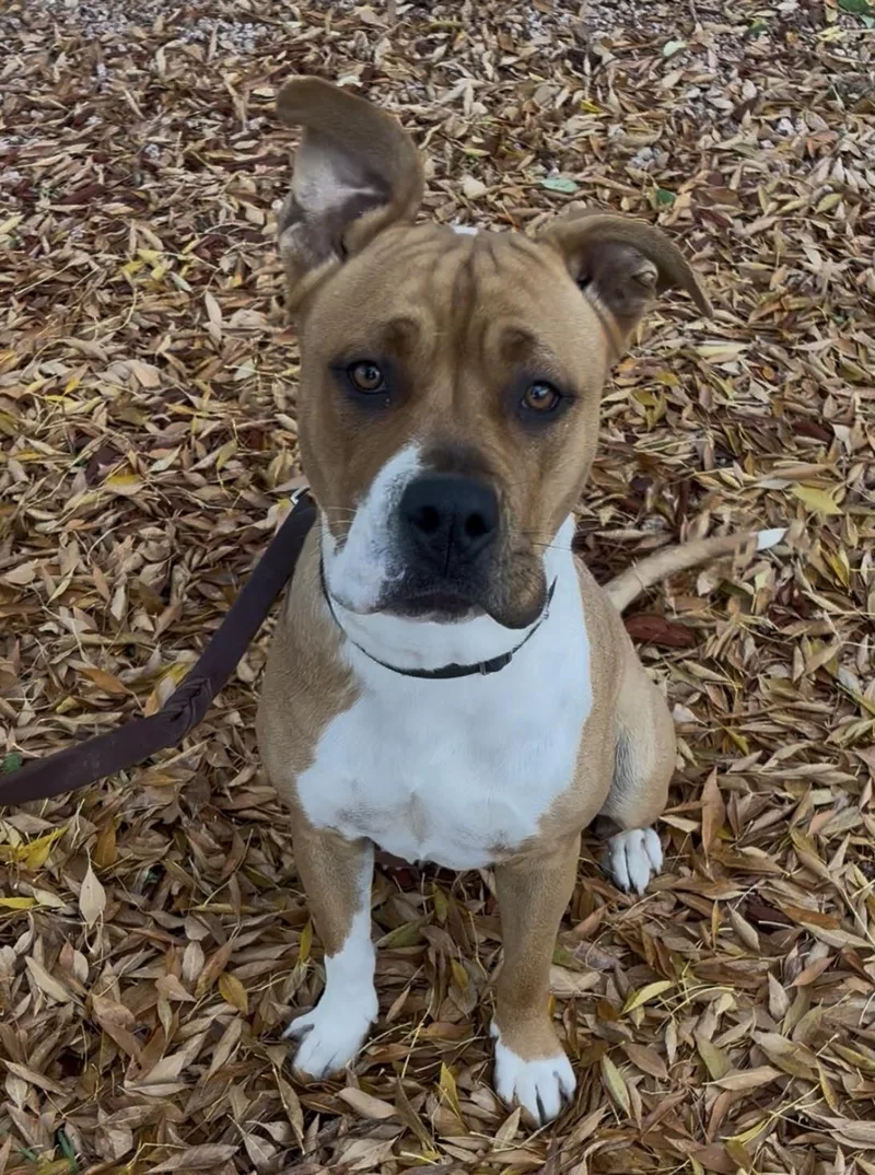 Sunflower thumbnail 2