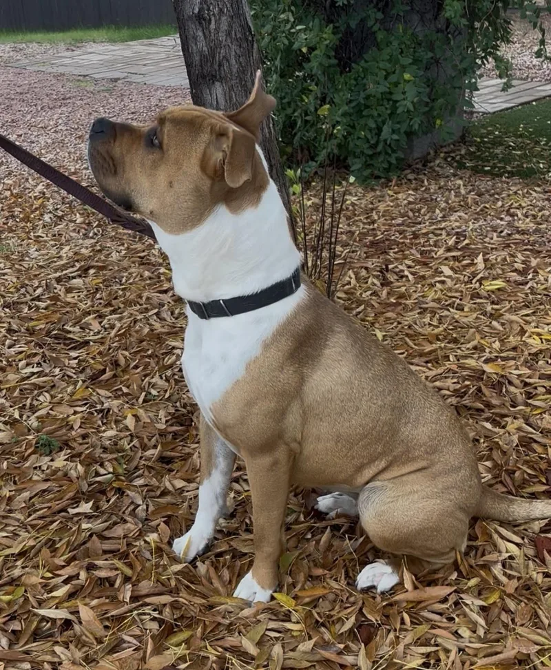 Sunflower thumbnail 3