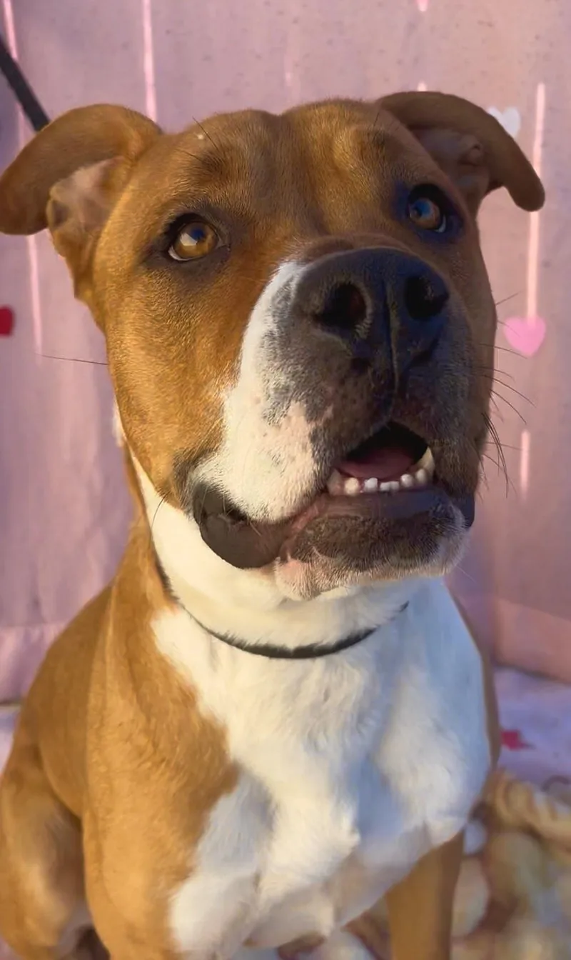 Sunflower thumbnail 4