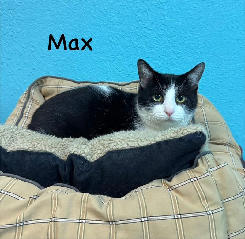 Max Adult Male Tuxedo