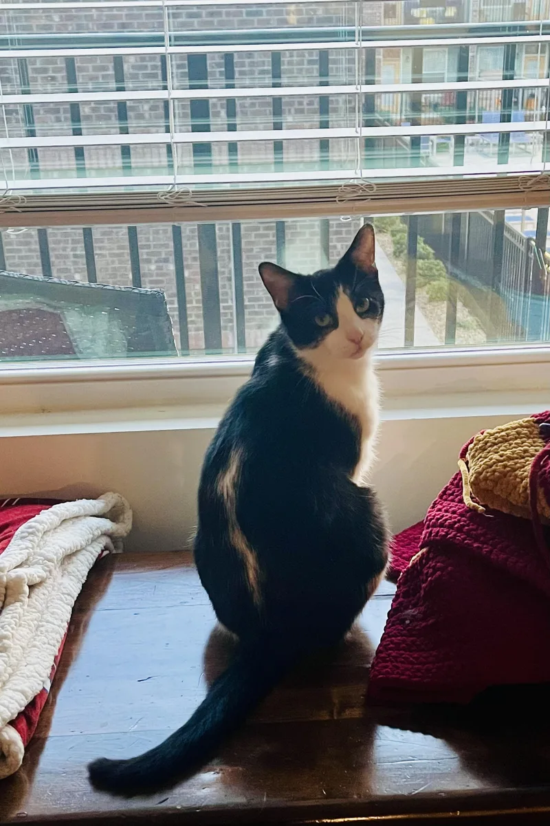 Max Adult Male Tuxedo thumbnail 3