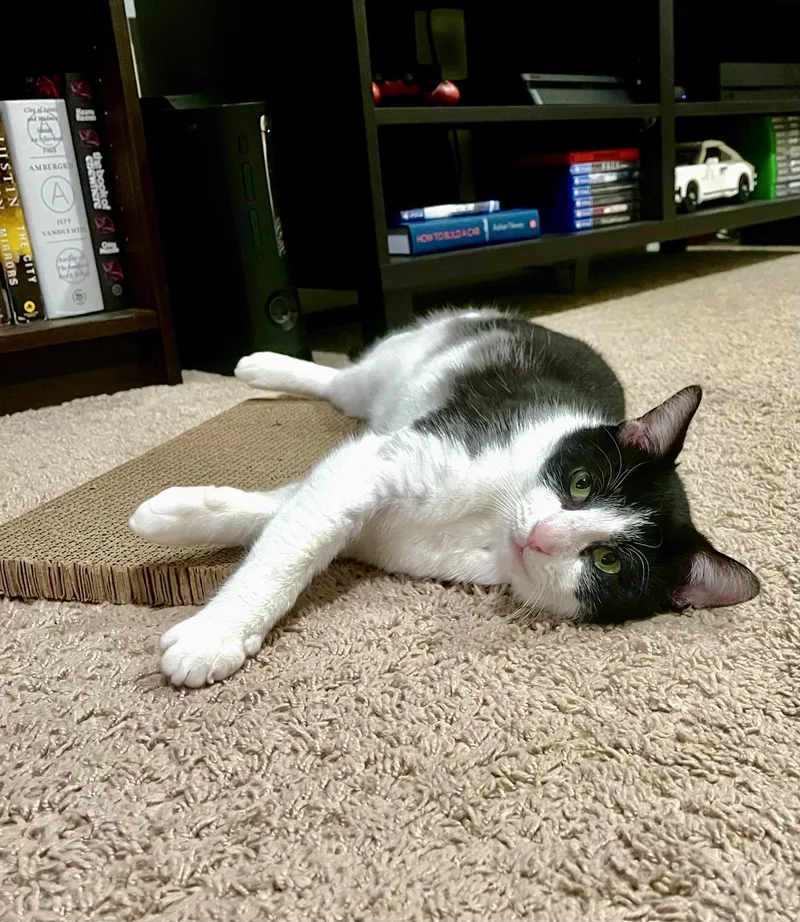 Max Adult Male Tuxedo thumbnail 4