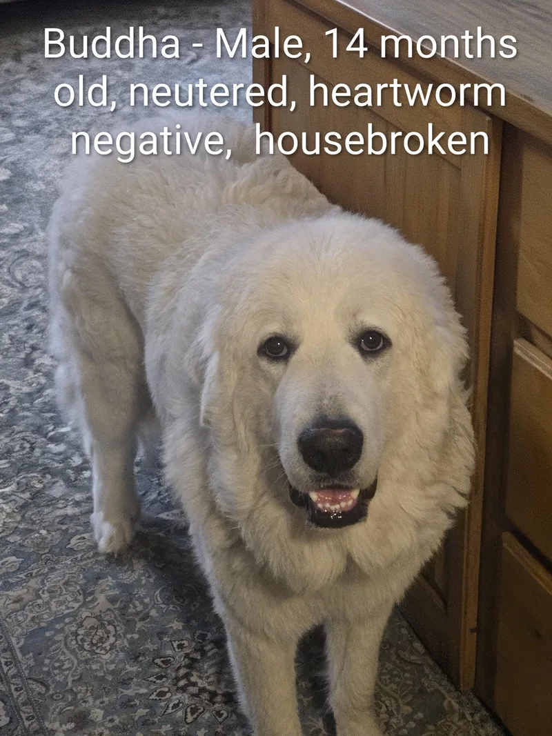 Buddha Courtesy Listing