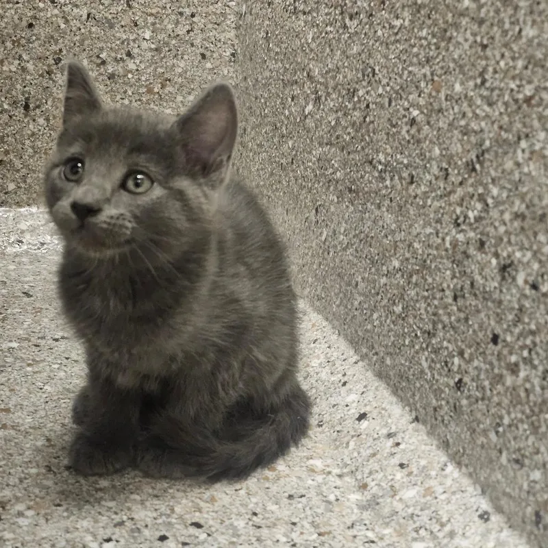 Vesuvius thumbnail 2