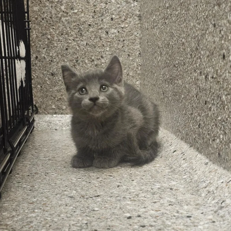 Vesuvius thumbnail 3