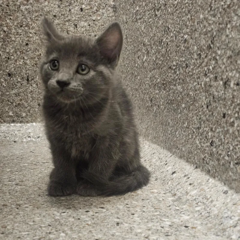 Vesuvius thumbnail 4