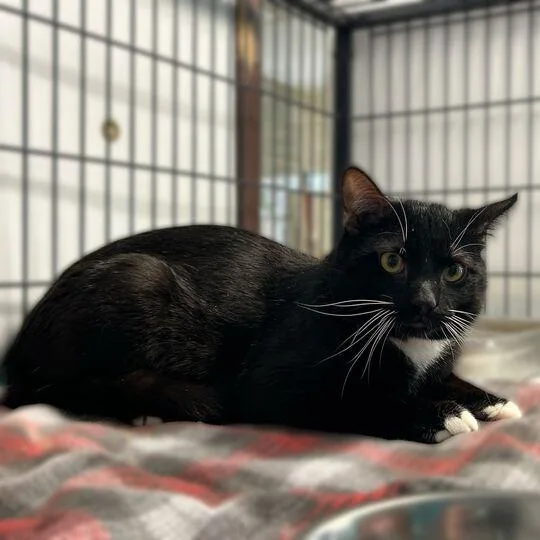 Paw Mccatney thumbnail 2