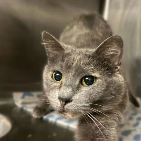 Svetlana thumbnail 2