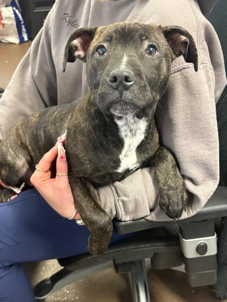 Sweetheart thumbnail 3